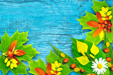 A set or still life of yellow, green autumn leaves and red berries on a blue old wooden background.The symbol of the autumn Thanksgiving. Flat lay, top view,copy space