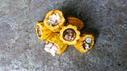 damage beans of cocoa fruit due to pests and fruit fly attack. Photo taken on concrete floor.