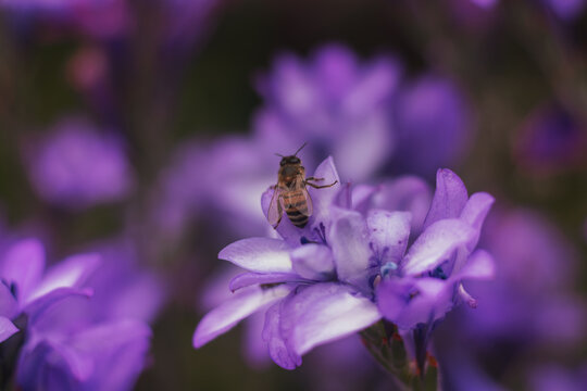 Flores roxas e abelhas