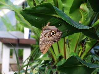 An owl butterfly on a leaf at Riga Botanical Garden. 