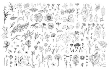 A large set of medicinal edible plants, leaf flowers and berries in sketch style. collection of isolated black contour butterflies daisies, sunflowers, cherry clover, etc