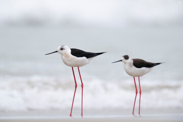 Colorful bird, Black-winged stilt (Himantopus himantopus) at the sea.