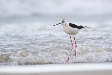 Colorful bird, Black-winged stilt (Himantopus himantopus) at the sea.
