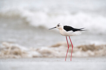 Colorful bird, Black-winged stilt (Himantopus himantopus) at the sea.