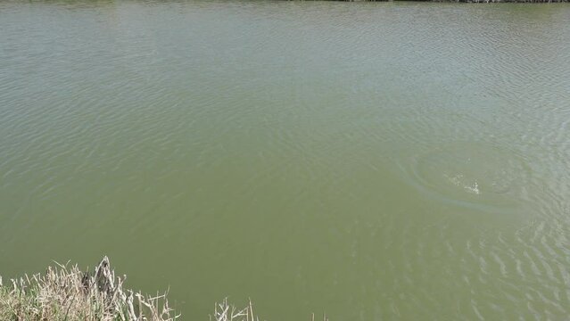 Carp trying to unhook itself