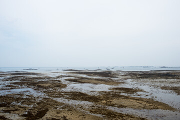 Seascape in Brittany, France. Seaweeds on a bay