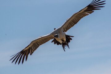 vulture in flight