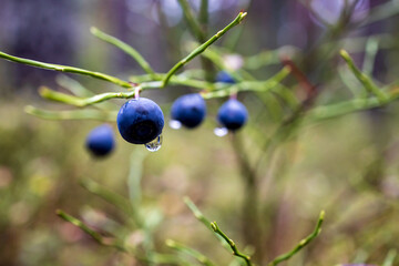 Blueberries in the autumn forest
