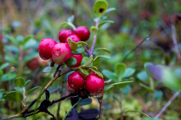 Lingonberries in the autumn forest