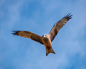 Fototapeta premium eagle in flight
