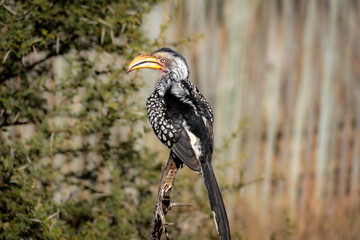 yellow billed hornbill