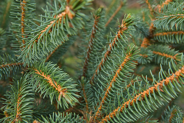 conifer or fir-tree in the forest