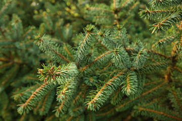 conifer or fir-tree in the forest
