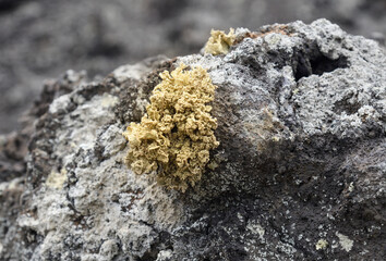 Close-up of the lichen Ramalina sp. colonizing a volcanic rock.