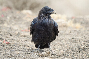 Close-up of Canary Crow in Caldera Blanca