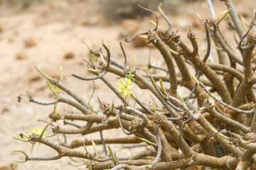 Close-up of the branches of the Canarian tabaiba