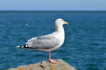 Goéland argenté en Normandie.