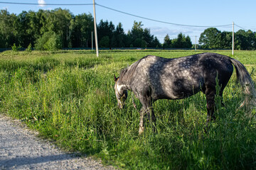 A domestic horse grazes on a leash in the village in summer.