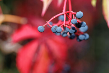 Owoce winobluszczu