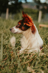 border collie dog