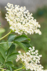 Ombelle de fleurs de sureau dans la nature