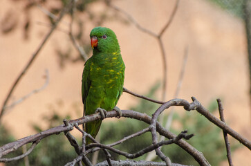 green parrot sitting on a branch in Prague ZOO