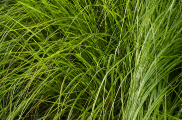 green grass background