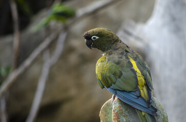 colored yellow, blue, green, brown parrot in Prague ZOO
