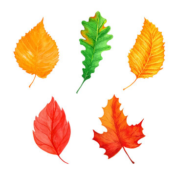 Watercolor autumn leaves isolated on a white background.
Decorative design element for postcards, invitations.  Orange, red, green, yellow leaves.