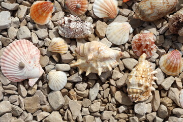 Seashells are scattered on the rocky beach