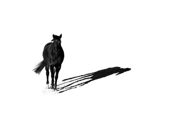 Fototapeta premium Lonely wandering fine art horse with white copy space background