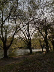 Bosque lúgubre a orillas del río. Paisaje de otoño triste y negro