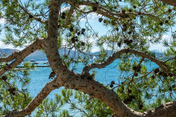 View of the Mediterranean Sea between the branches of a large pine tree
