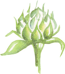 Sunflower. Watercolor illustration. Hand-painted