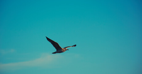 seagull in flight