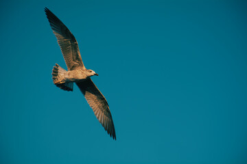 Seagull  in flight