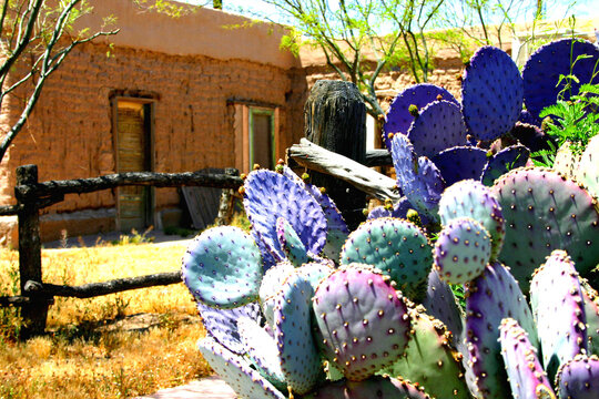 Blue cactus