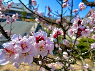 blossom
