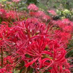 red and yellow flowers