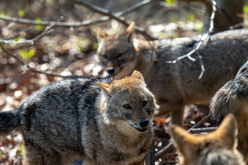 black backed jackal in the wild