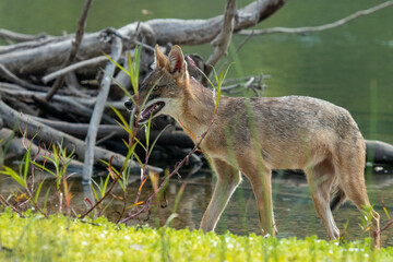 jackal in the woods