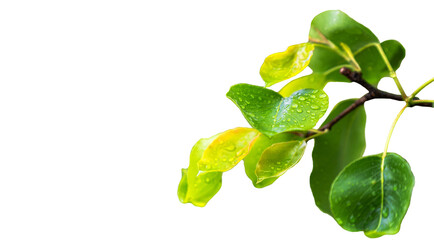 Fresh rainwater on a green yellow leaf  - 530644722
