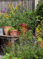 Wildlife friendly suburban garden with rudbeckia hirta flowers, nasturtiums, container pots, flowers and greenery. Photographed in Pinner, northwest London UK.