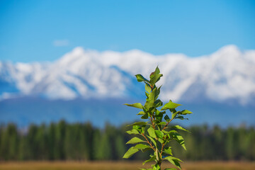 A branch of a tree with green leaves close-up against the background of a mountain range covered with snow. Beautiful landscape high up in the mountains on a summer day.