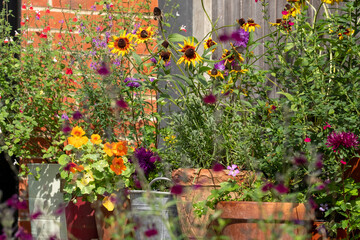 Wildlife friendly suburban garden with rudbeckia hirta flowers, nasturtiums, container pots, flowers and greenery. Photographed in Pinner, northwest London UK.