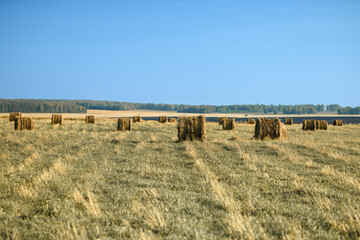 Field with haystacks against the blue sky. Harvest concept. Rural scenery