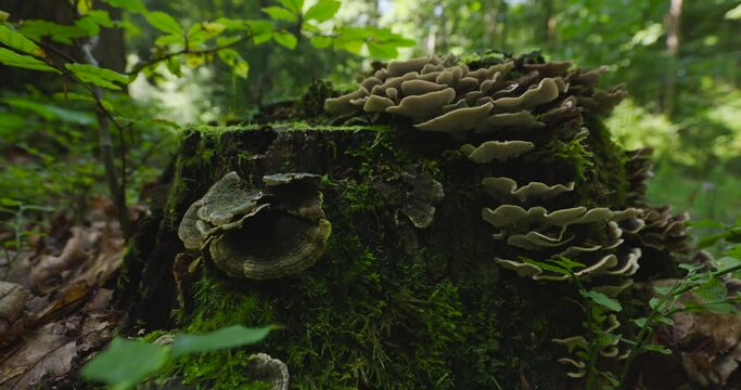 Forest mushrooms on a moss-covered stump, close up view