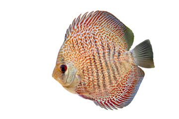 Diskusfische, Diskus. Nahaufnahme eines Diskus.