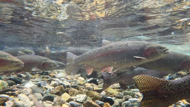 Rainbow Trout in a Small Stream Swimming Upstream During the Spawning Season
