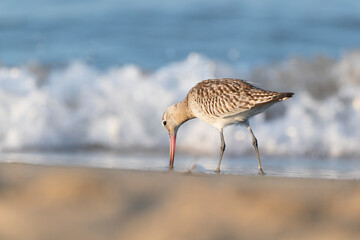 The bar-tailed godwit (Limosa lapponica)  at the beach.
